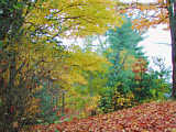 Fall leaves in Upstate New York