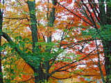 Autumn leaves in Upstate New York