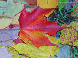 Fall leaves in Upstate New York