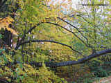 Autumn leaves in Upstate New York