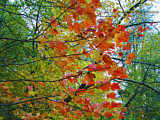 Fall leaves in Upstate New York