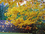 Autumn leaves in Upstate New York