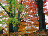 Fall leaves in Upstate New York