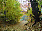 Autumn leaves in Upstate New York