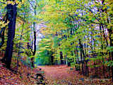 Fall leaves in Upstate New York