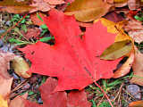 Autumn leaves in Upstate New York
