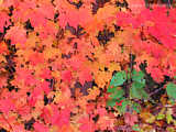 Autumn leaves in Upstate New York