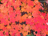 Fall leaves in Upstate New York
