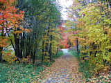 Autumn leaves in Upstate New York