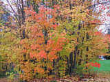 Autumn leaves in Upstate New York