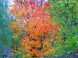 Fall leaves in Upstate New York