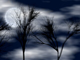 moon clouds trees